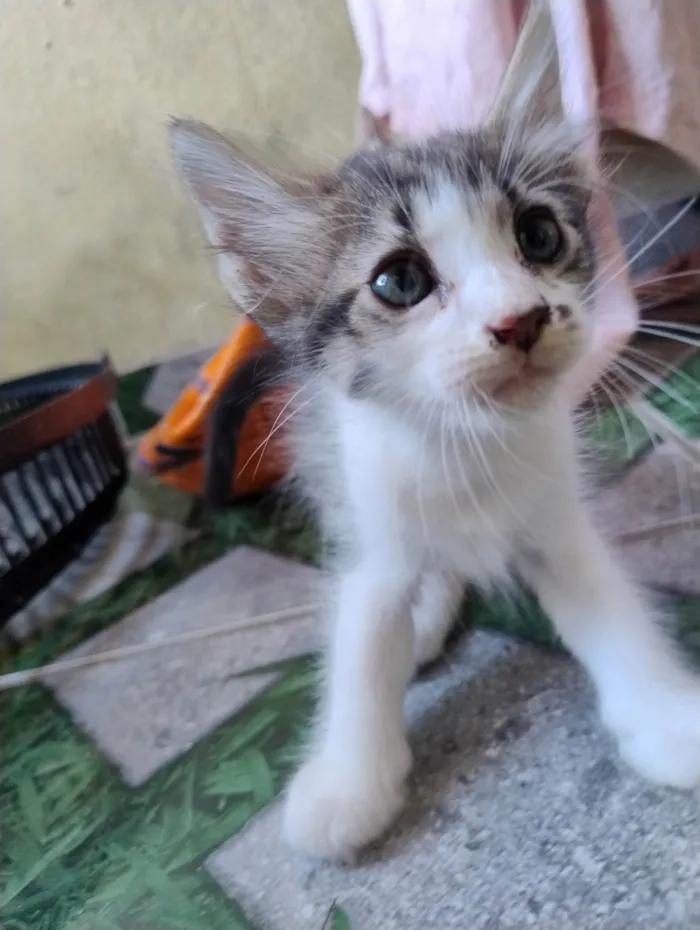 Gato ra a SRD-ViraLata idade 2 a 6 meses nome Vários