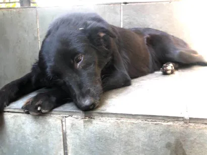 Cachorro raça SRD-ViraLata idade 1 ano nome Pandora