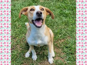 Cachorro raça Srd idade 2 anos nome DONNA