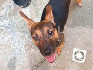 Cachorro raça SRD-ViraLata idade 1 ano nome Pretinha 