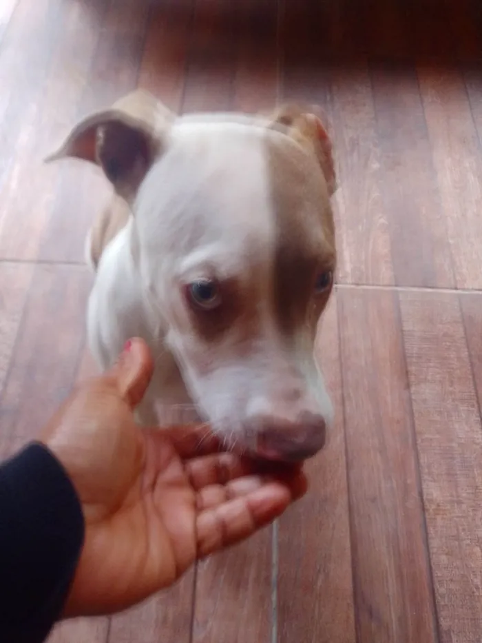 Cachorro ra a Pit-Bull idade 2 a 6 meses nome Zeus 