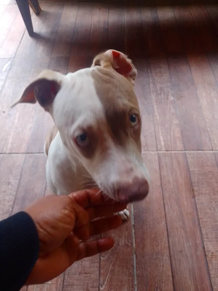 Cachorro ra a Pit-Bull idade 2 a 6 meses nome Zeus 