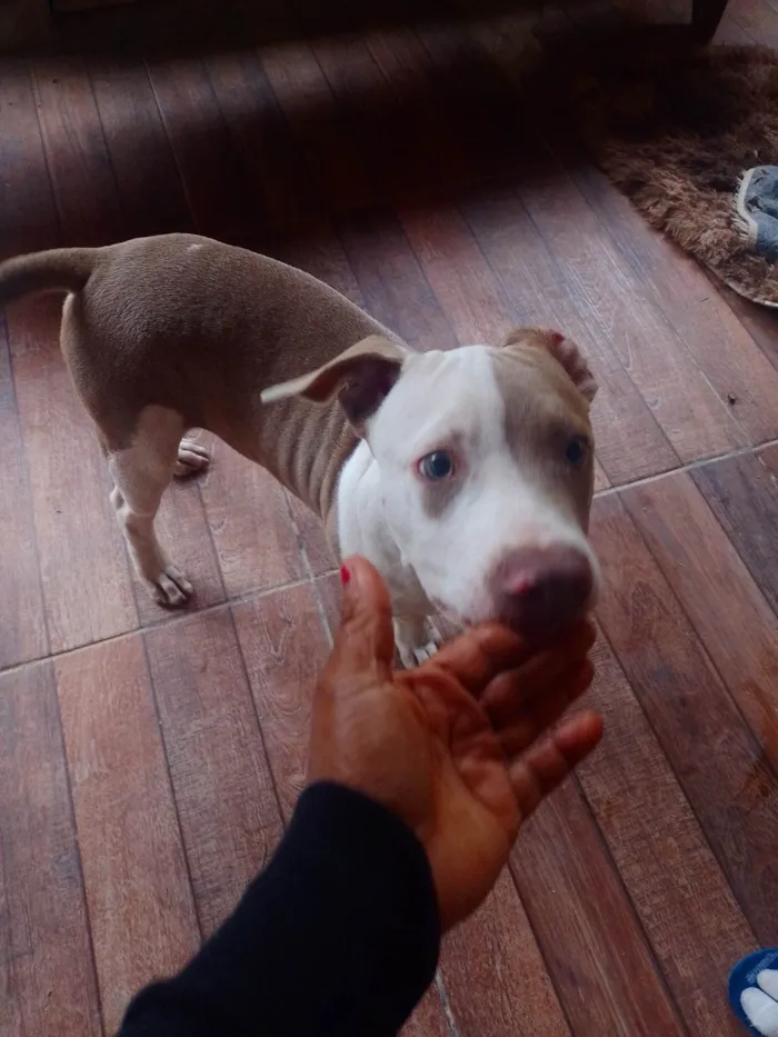 Cachorro ra a Pit-Bull idade 2 a 6 meses nome Zeus 