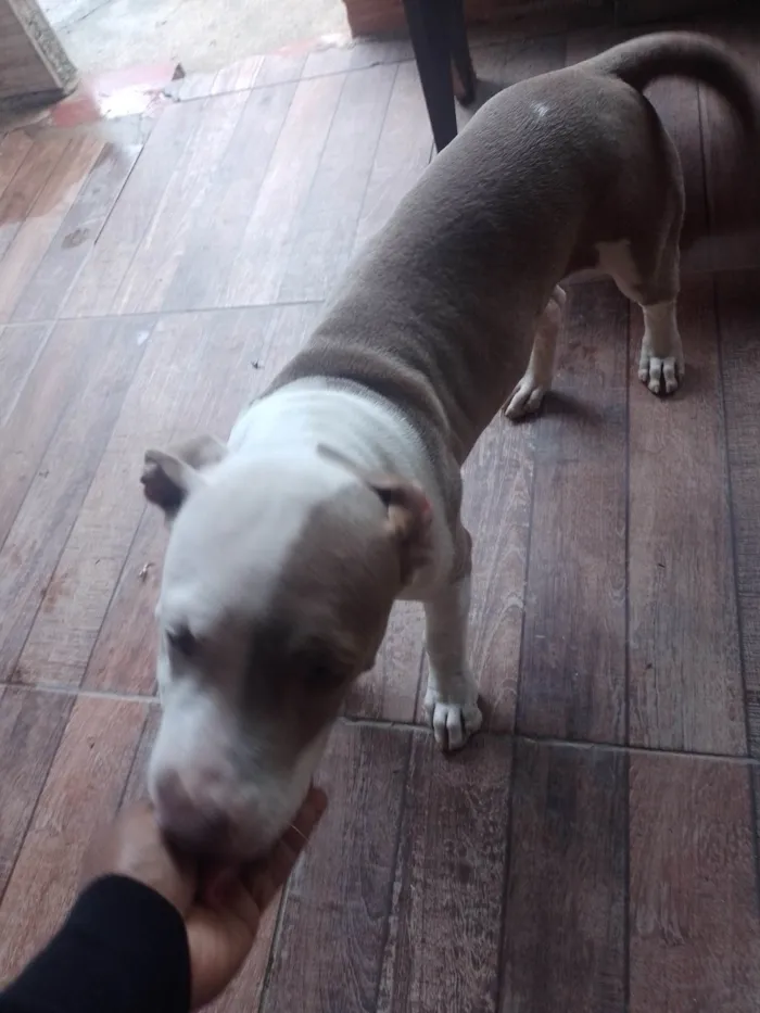 Cachorro ra a Pit-Bull idade 2 a 6 meses nome Zeus 