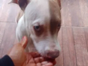 Cachorro raça Pit-Bull idade 2 a 6 meses nome Zeus 