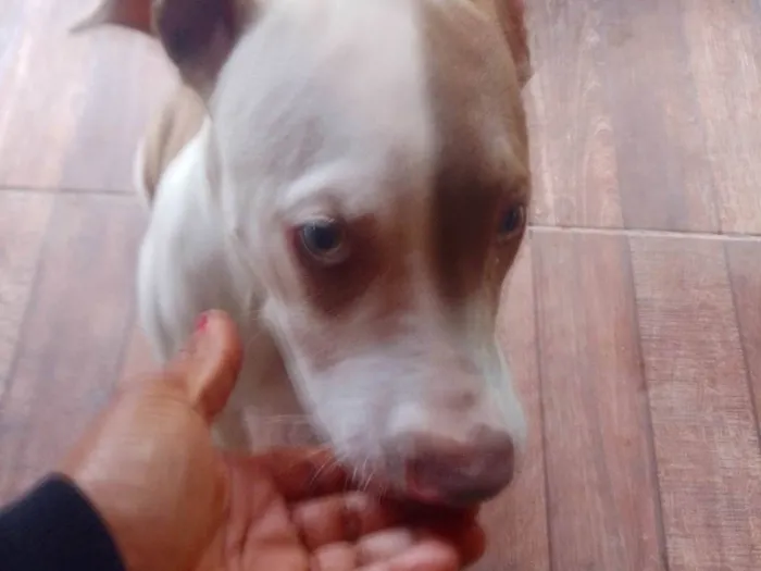 Cachorro ra a Pit-Bull idade 2 a 6 meses nome Zeus 