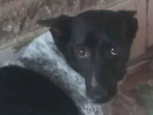 Cachorro raça SRD-ViraLata idade 6 ou mais anos nome Nina 