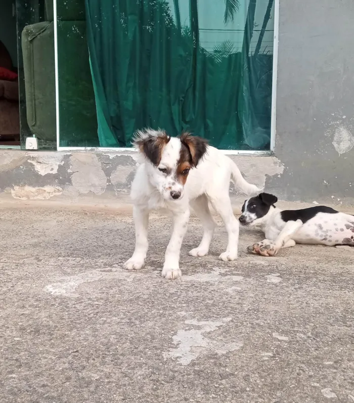 Cachorro ra a SRD-ViraLata idade 2 a 6 meses nome Pelucio