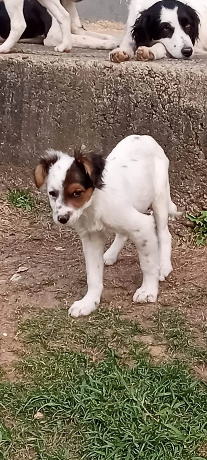 Cachorro ra a SRD-ViraLata idade 2 a 6 meses nome Pelucio