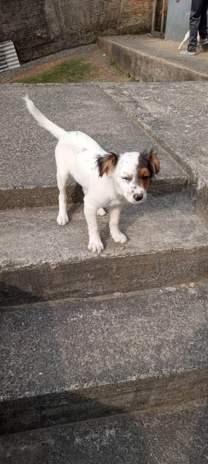 Cachorro ra a SRD-ViraLata idade 2 a 6 meses nome Pelucio