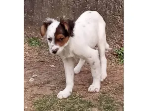 Cachorro raça SRD-ViraLata idade 2 a 6 meses nome Pelucio