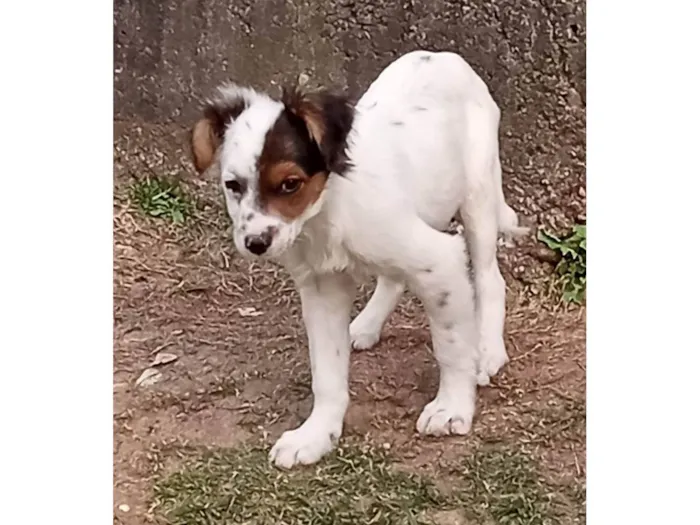 Cachorro ra a SRD-ViraLata idade 2 a 6 meses nome Pelucio