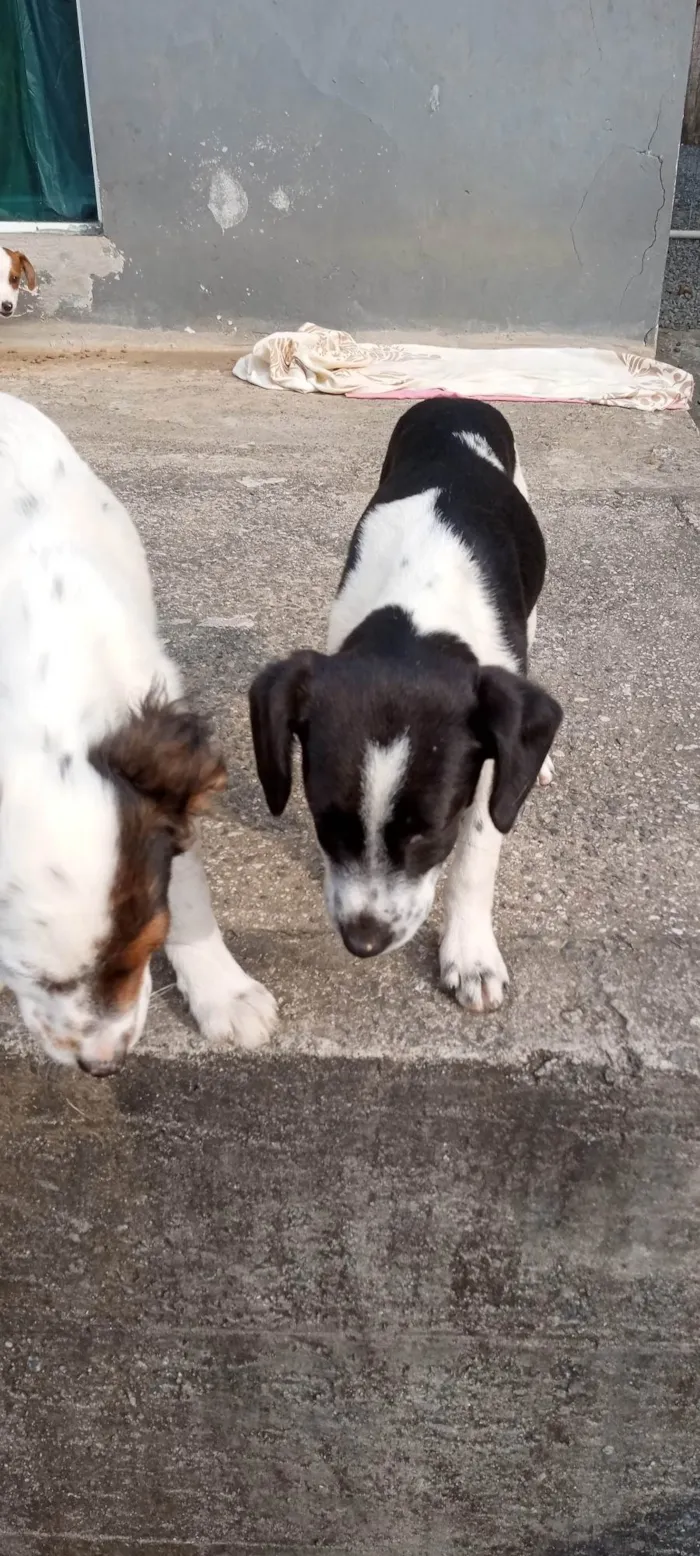 Cachorro ra a SRD-ViraLata idade 2 a 6 meses nome Dengoso