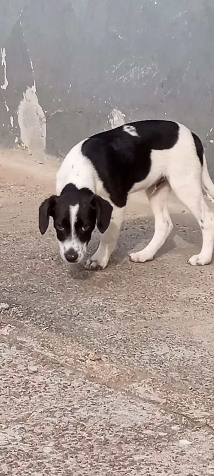 Cachorro ra a SRD-ViraLata idade 2 a 6 meses nome Dengoso