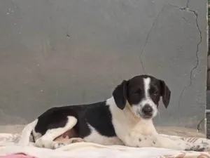 Cachorro raça SRD-ViraLata idade 2 a 6 meses nome Dengoso