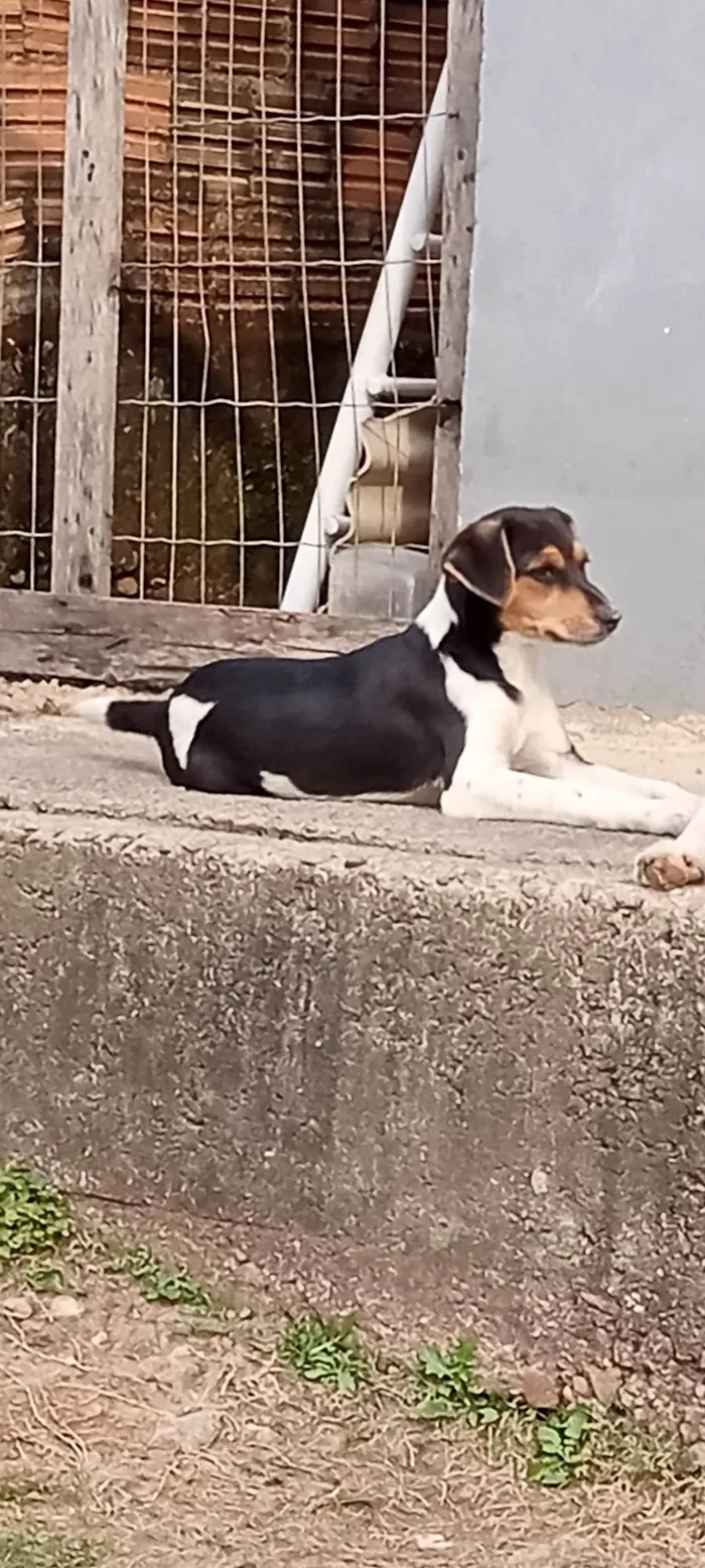 Cachorro ra a SRD-ViraLata idade 2 a 6 meses nome Bob