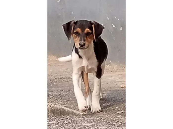 Cachorro ra a SRD-ViraLata idade 2 a 6 meses nome Bob