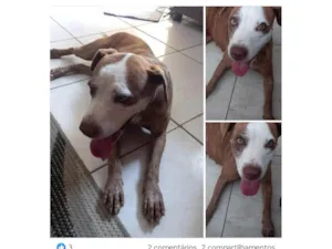 Cachorro raça Pit-Bull idade 6 ou mais anos nome Bella 