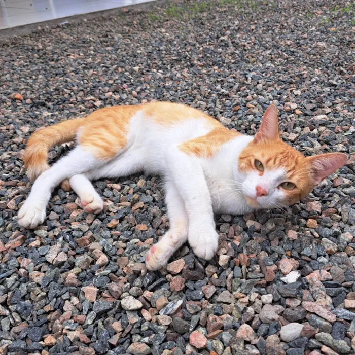 Gato ra a SRD-ViraLata idade 2 anos nome Léo