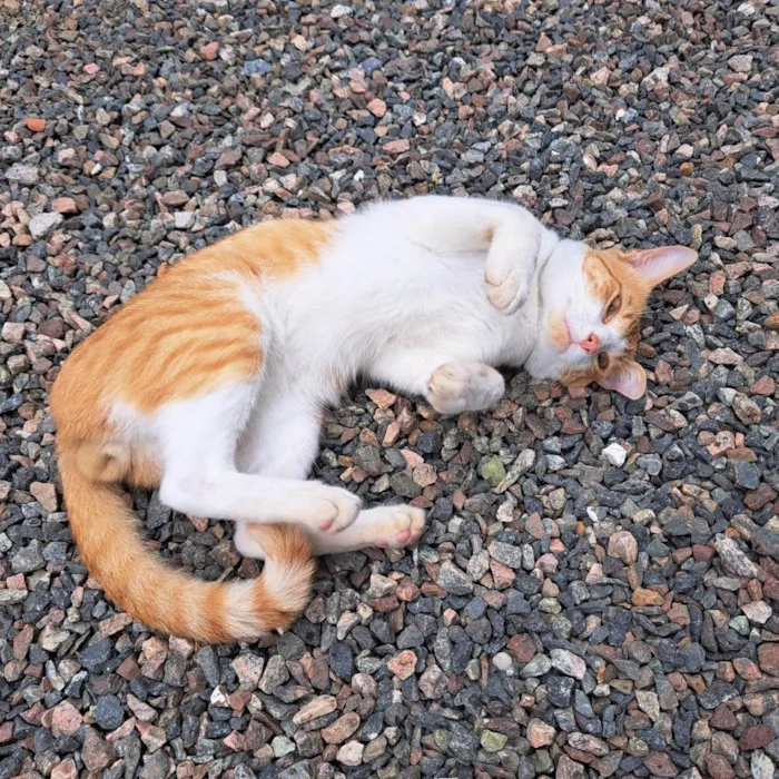 Gato ra a SRD-ViraLata idade 2 anos nome Léo