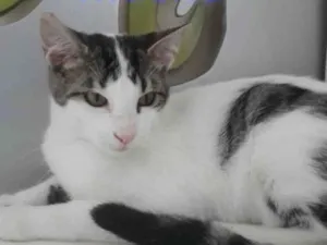 Gato raça SRD-ViraLata idade 2 anos nome BENJI MACHO