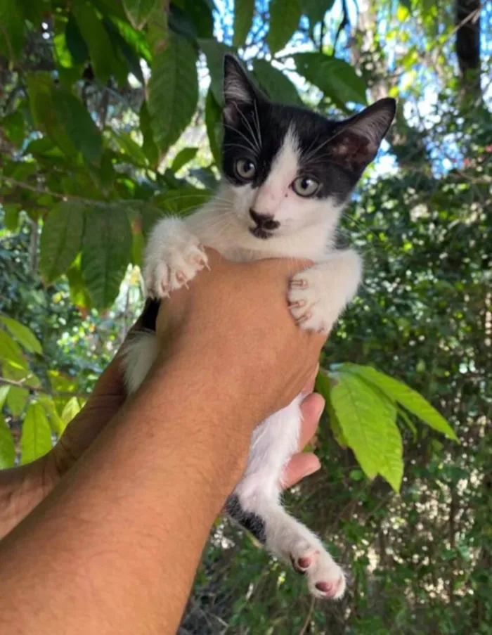 Gato ra a SRD-ViraLata idade 2 a 6 meses nome Malhadinhos