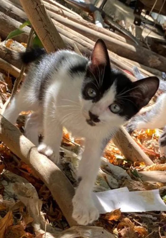 Gato ra a SRD-ViraLata idade 2 a 6 meses nome Malhadinhos