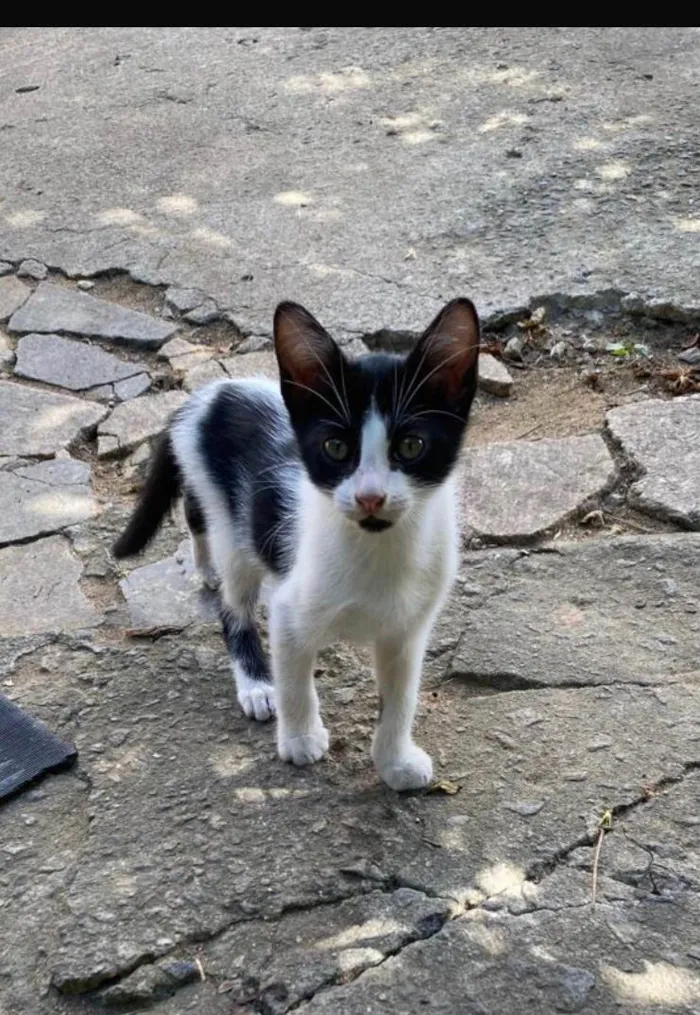 Gato ra a SRD-ViraLata idade 2 a 6 meses nome Malhadinhos