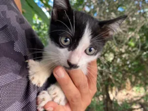 Gato raça SRD-ViraLata idade 2 a 6 meses nome Malhadinhos