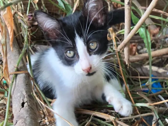 Gato ra a SRD-ViraLata idade 2 a 6 meses nome Malhadinhos