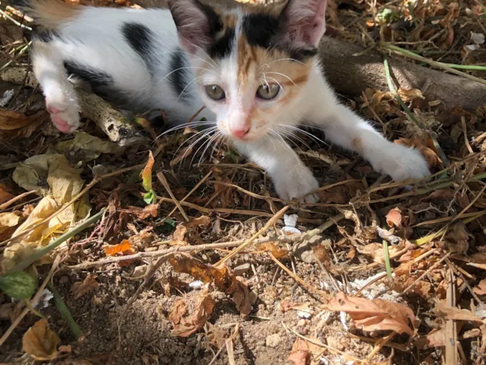 Gato ra a SRD-ViraLata idade 2 a 6 meses nome Pintadinhas