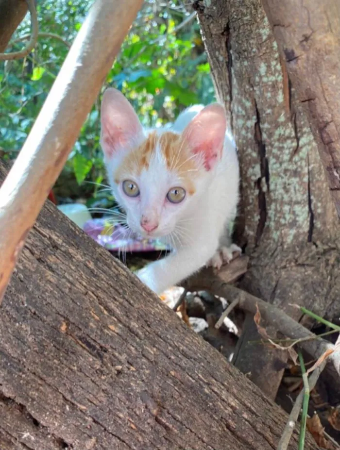 Gato ra a SRD-ViraLata idade 2 a 6 meses nome Amarelinho