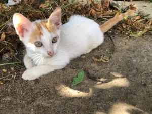 Gato raça SRD-ViraLata idade 2 a 6 meses nome Amarelinho