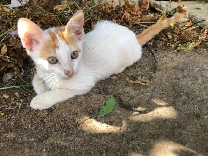 Gato ra a SRD-ViraLata idade 2 a 6 meses nome Amarelinho