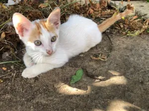 Gato raça SRD-ViraLata idade 2 a 6 meses nome Amarelinho