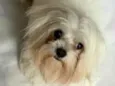Snoppy