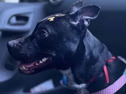 Cachorro raça Pit-Bull idade 1 ano nome Fiona 