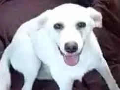 Cachorro raça SRD-ViraLata idade 2 a 6 meses nome Branquinha 