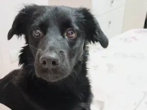 Cachorro raça SRD-ViraLata idade 1 ano nome Tory