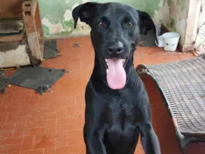 Cachorro raça SRD-ViraLata idade 1 ano nome Pitty