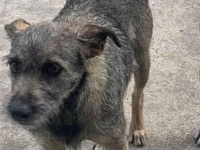 Cachorro raça SRD-ViraLata idade 2 anos nome Laila 