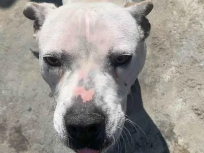 Cachorro raça Pit-Bull idade 1 ano nome Charlotte 