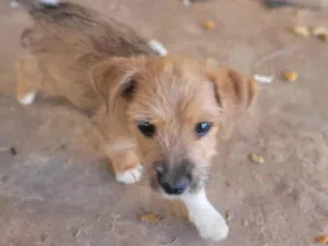 Cachorro raça SRD-ViraLata idade 2 a 6 meses nome Sem Nome