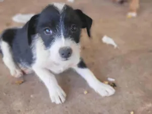 Cachorro raça SRD-ViraLata idade 2 a 6 meses nome Sem Nome