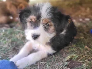 Cachorro raça SRD-ViraLata idade 2 a 6 meses nome Sem Nome