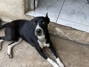 Cachorro raça SRD-ViraLata idade 5 anos nome Pantera