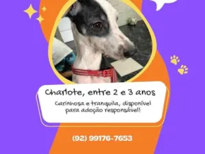 Cachorro raça SRD-ViraLata idade 1 ano nome Charlote 