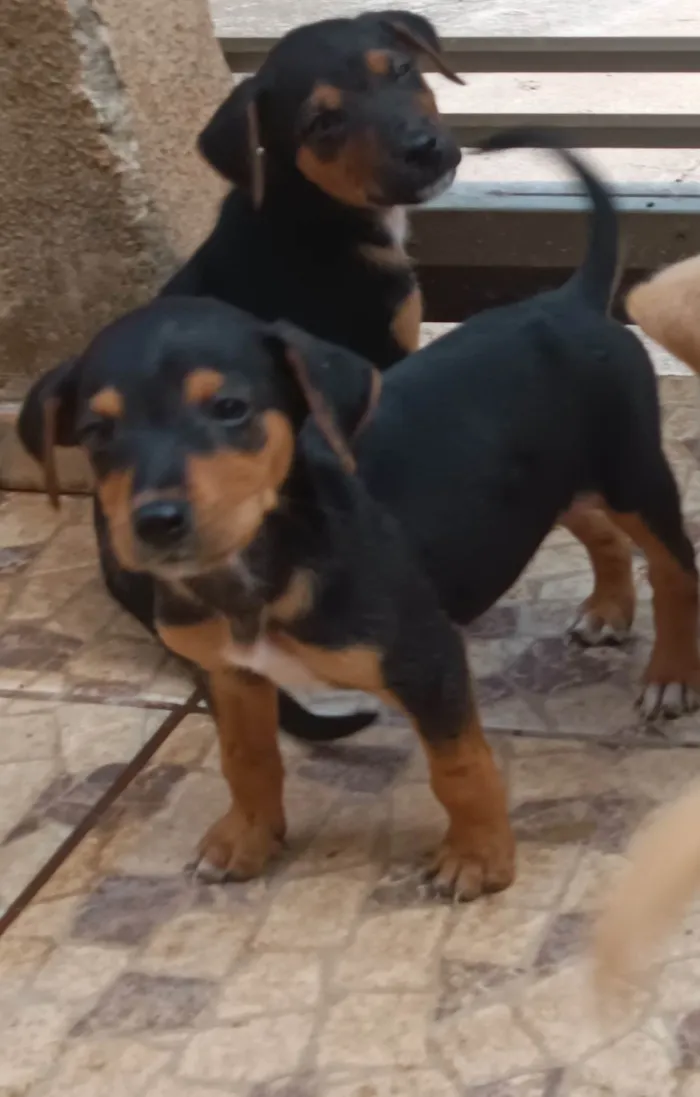 Cachorro ra a SRD-ViraLata idade 2 a 6 meses nome Jack