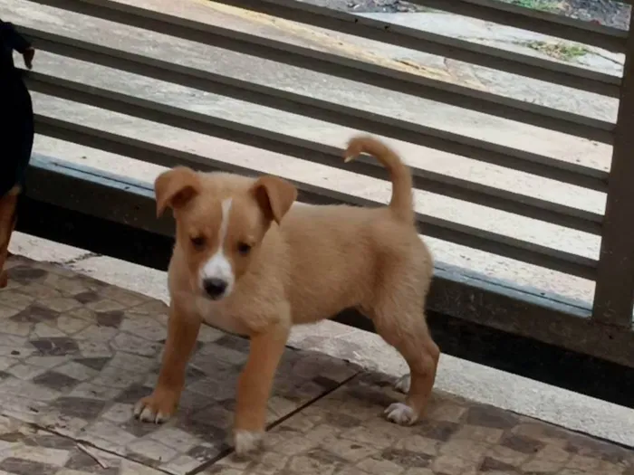 Cachorro ra a SRD-ViraLata idade 2 a 6 meses nome Lobinho