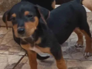 Cachorro raça SRD-ViraLata idade 2 a 6 meses nome Jack